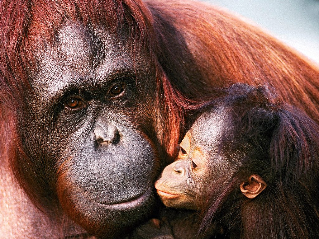 Female Sumatran Orangutan and Baby